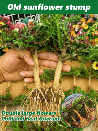 [Heat-resistant and cold-resistant] Multi-colored double-petaled sunflower old pile