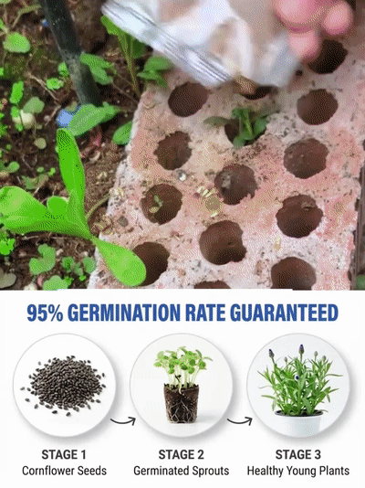 Mixed Color Cornflower Seeds – Bright & Easy to Grow