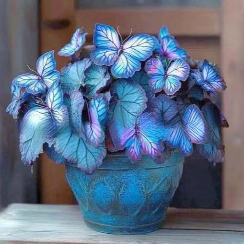 Moonlight Butterfly Flower Seeds – Rare Variety, High Germination Rate + Fertilizer Included