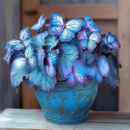 Moonlight Butterfly Flower Seeds – Rare Variety, High Germination Rate + Fertilizer Included