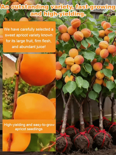 🌱🇯🇵Japanese Imported Emperor Apricot Tree Seedlings 【Limited Time Offer Half Price】✨