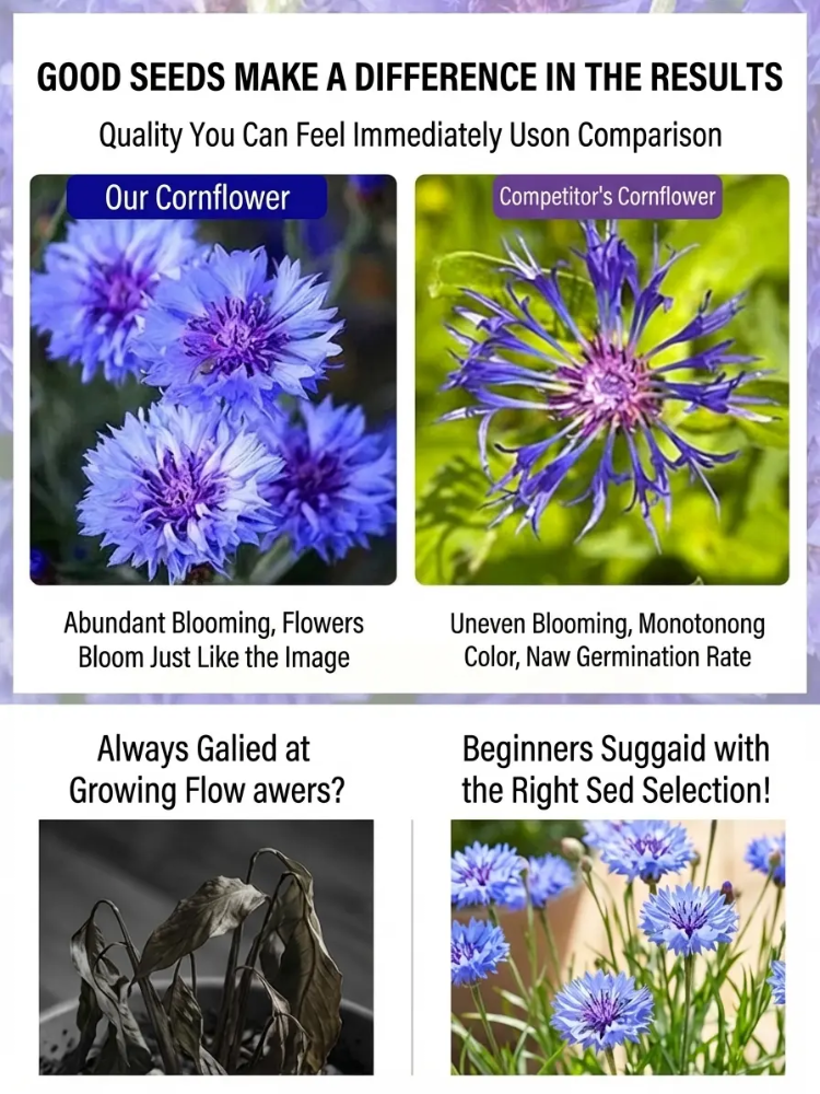Mixed Color Cornflower Seeds – Bright & Easy to Grow