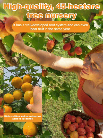 🌱🇯🇵Japanese Imported Emperor Apricot Tree Seedlings 【Limited Time Offer Half Price】✨