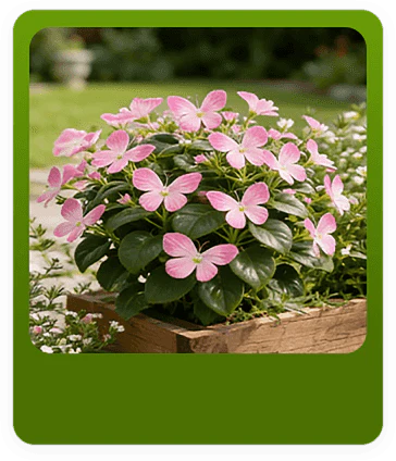 Moonlight Butterfly Flower Seeds – Rare Variety, High Germination Rate + Fertilizer Included