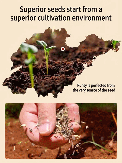 Easy Grow Wildflower Mix