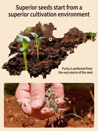 Easy Grow Wildflower Mix