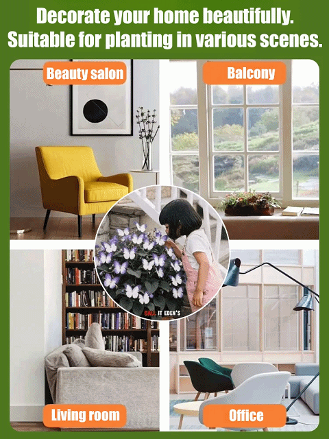 Moonlight Butterfly Flower Seeds – Rare Variety, High Germination Rate + Fertilizer Included