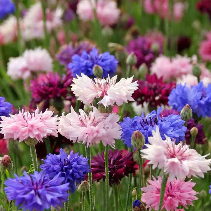 Mixed Color Cornflower Seeds – Bright & Easy to Grow