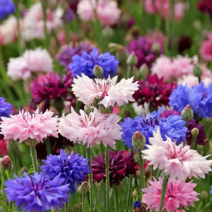 Mixed Color Cornflower Seeds – Bright & Easy to Grow