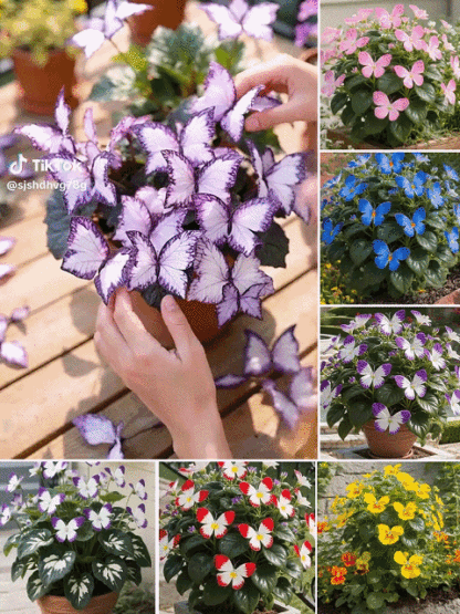 Moonlight Butterfly Flower Seeds – Rare Variety, High Germination Rate + Fertilizer Included