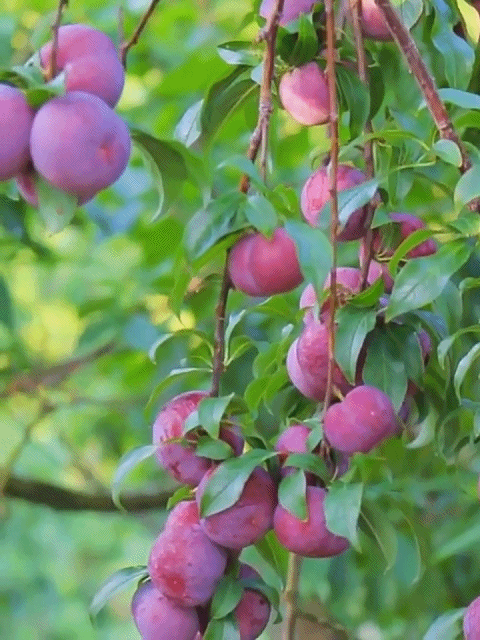 [Money-back guarantee if the tree doesn't survive] Australian seedless rock sugar red plum seedlings