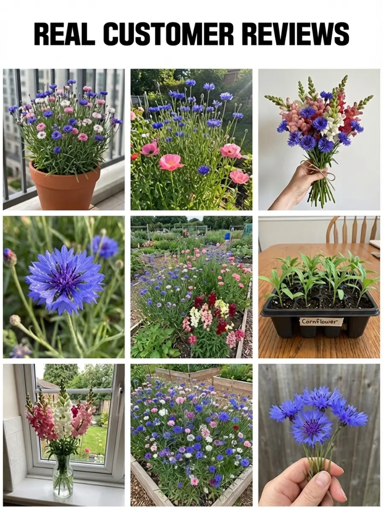 Mixed Color Cornflower Seeds – Bright & Easy to Grow