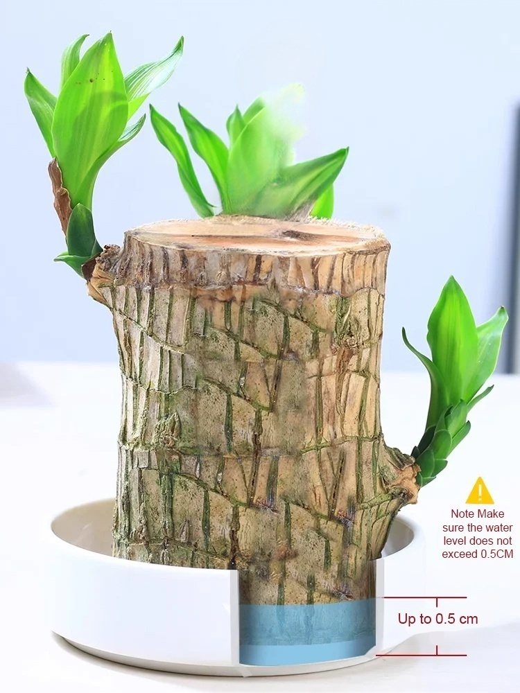 [Water-inspired] Four-season Flowering Hydroponic Brazilian Fortune Tree