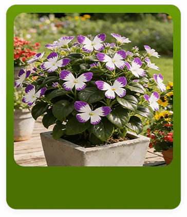 Moonlight Butterfly Flower Seeds – Rare Variety, High Germination Rate + Fertilizer Included
