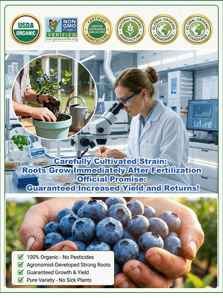 Mixed Blueberry Seeds – Assorted Varieties, Easy to Grow, Home Garden Fruit