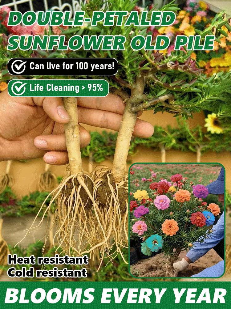 [Heat-resistant and cold-resistant] Multi-colored double-petaled sunflower old pile