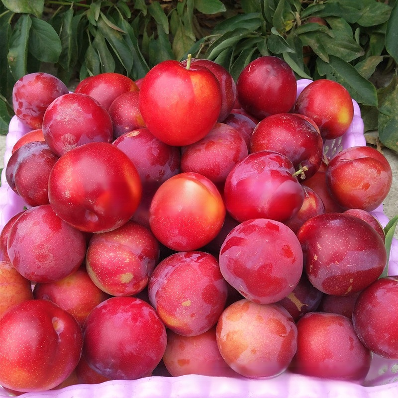 [Money-back guarantee if the tree doesn't survive] Australian seedless rock sugar red plum seedlings
