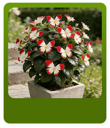 Moonlight Butterfly Flower Seeds – Rare Variety, High Germination Rate + Fertilizer Included