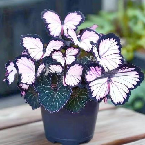 Moonlight Butterfly Flower Seeds – Rare Variety, High Germination Rate + Fertilizer Included