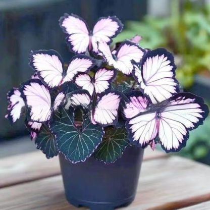 Moonlight Butterfly Flower Seeds – Rare Variety, High Germination Rate + Fertilizer Included