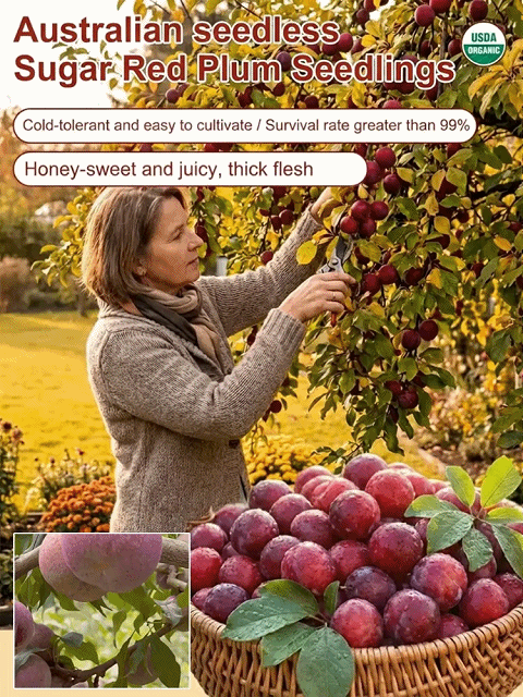 [Money-back guarantee if the tree doesn't survive] Australian seedless rock sugar red plum seedlings