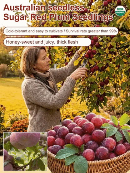 [Money-back guarantee if the tree doesn't survive] Australian seedless rock sugar red plum seedlings