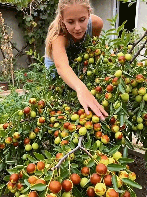 Vitamin content is off the charts: Winter jujube sapling