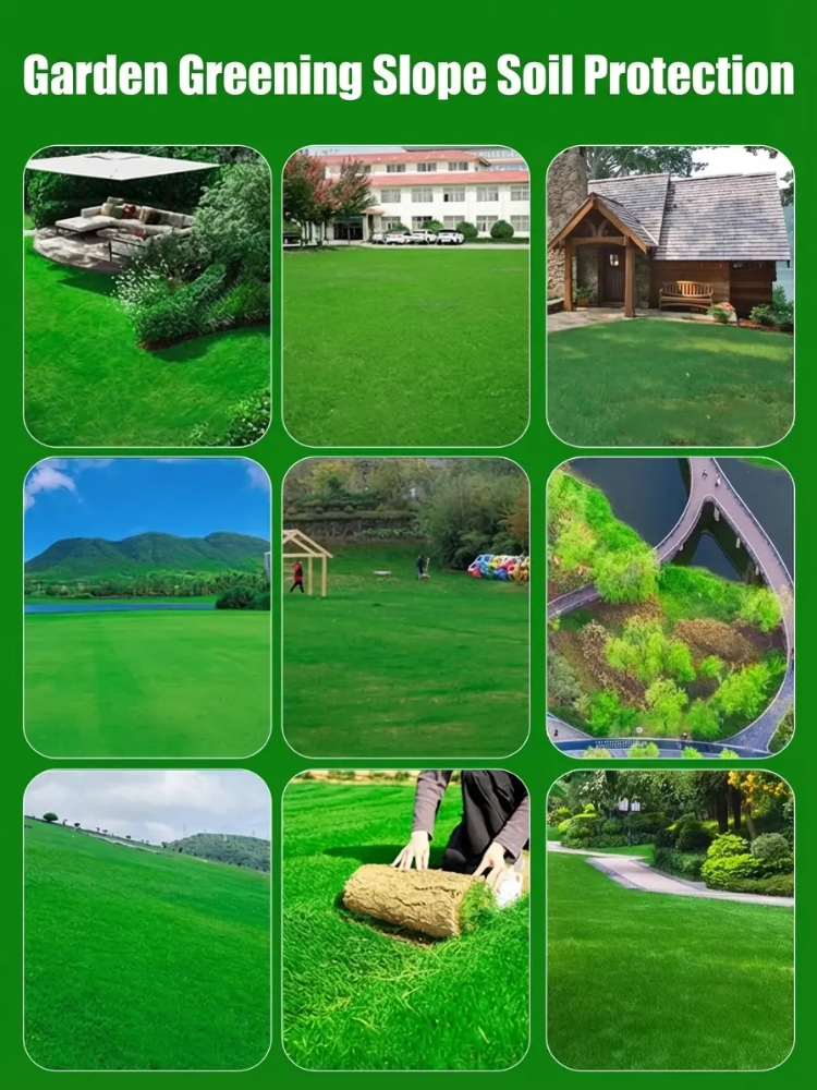 7-day sprouting, fast lawn, all-season grass seeds