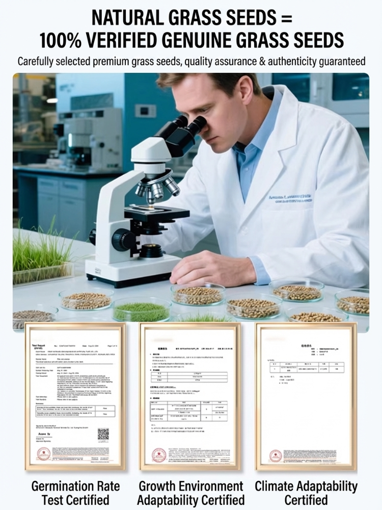 7-day sprouting, fast lawn, all-season grass seeds