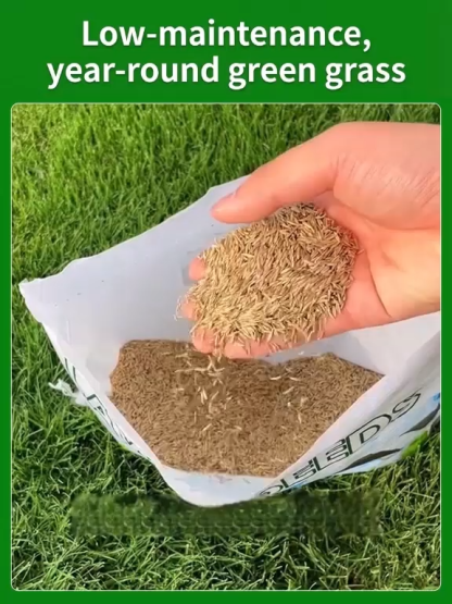 7-day sprouting, fast lawn, all-season grass seeds