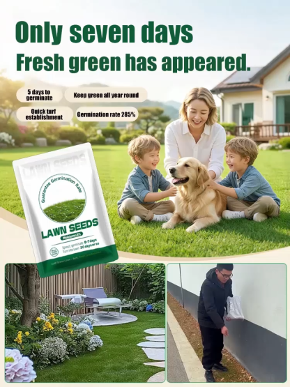 7-day sprouting, fast lawn, all-season grass seeds