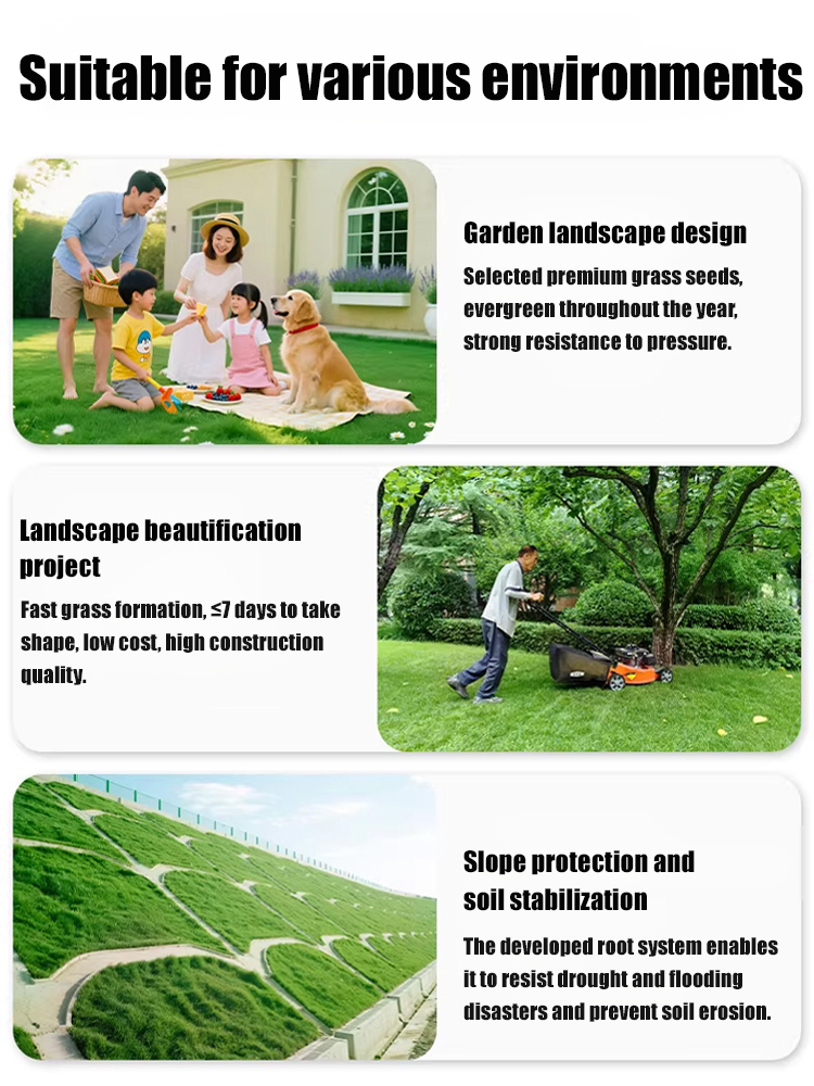 7-day sprouting, fast lawn, all-season grass seeds