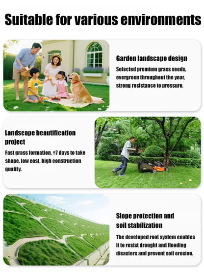 7-day sprouting, fast lawn, all-season grass seeds