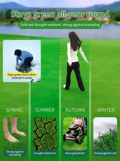 7-day sprouting, fast lawn, all-season grass seeds