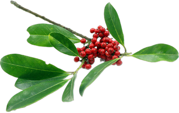 Yerba Mate