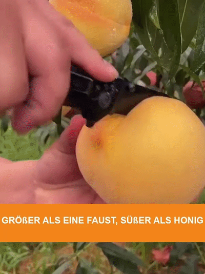 Premium gelbe Pfirsichsetzlinge – groß, süß & pflegeleicht