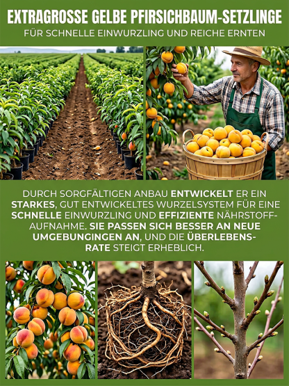 Premium gelbe Pfirsichsetzlinge – groß, süß & pflegeleicht