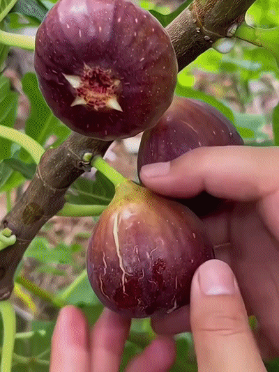 [Genieße täglich frische Früchte] Feigensetzlinge aus Griechenland (Import)