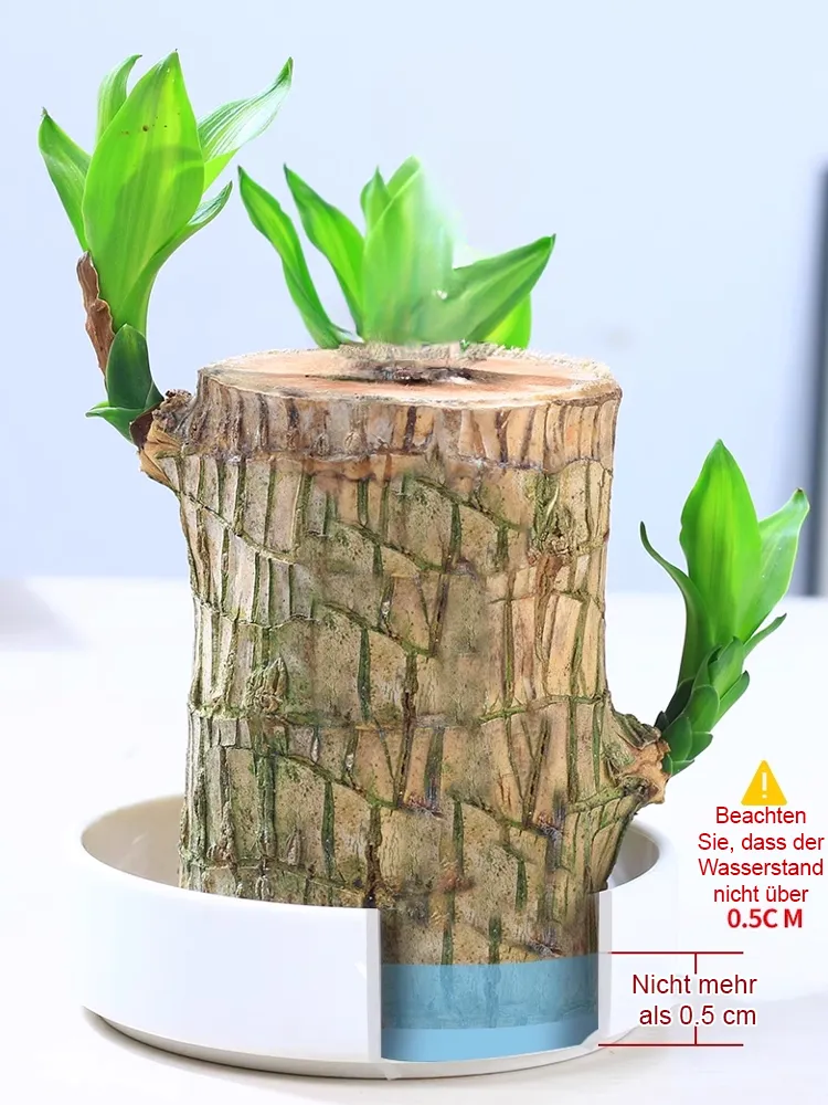 Wassergezogene brasilianische Glückspflanze, blüht das ganze Jahr über