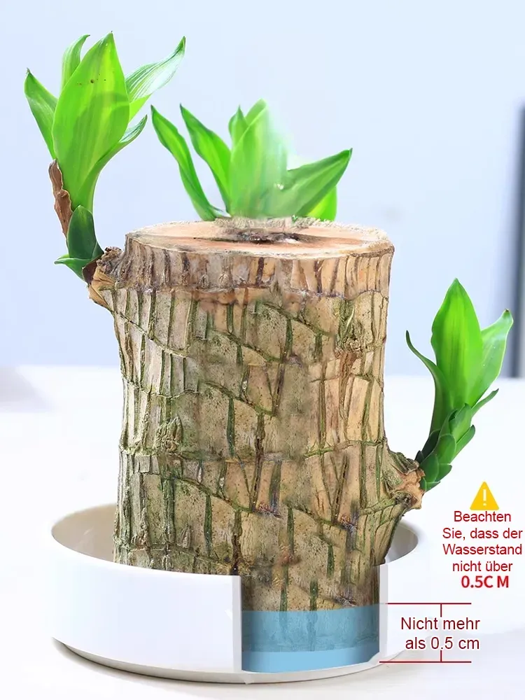 Wassergezogene brasilianische Glückspflanze, blüht das ganze Jahr über