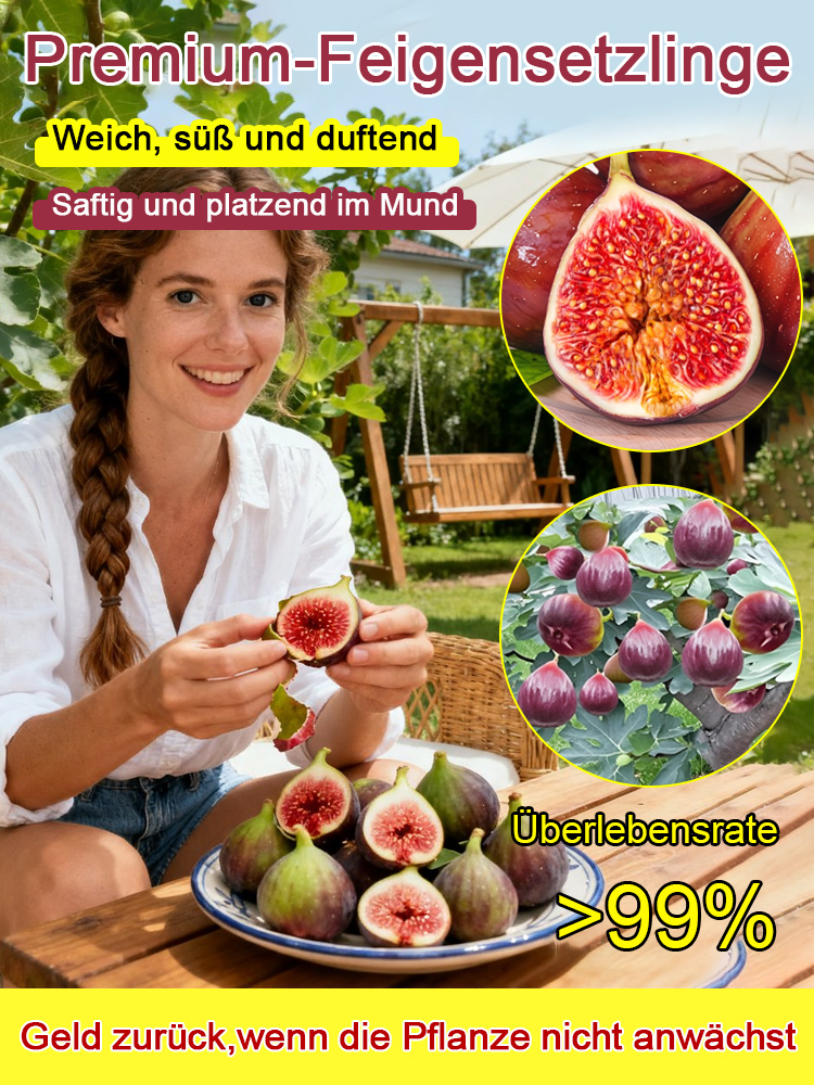 [Genieße täglich frische Früchte] Feigensetzlinge aus Griechenland (Import)