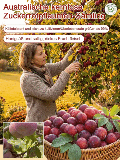 Australische Zucker-Rotpflaume | Kernlos & sehr süß Überlebensgarantie – Geld zurück bei Nicht-Anwachsen!