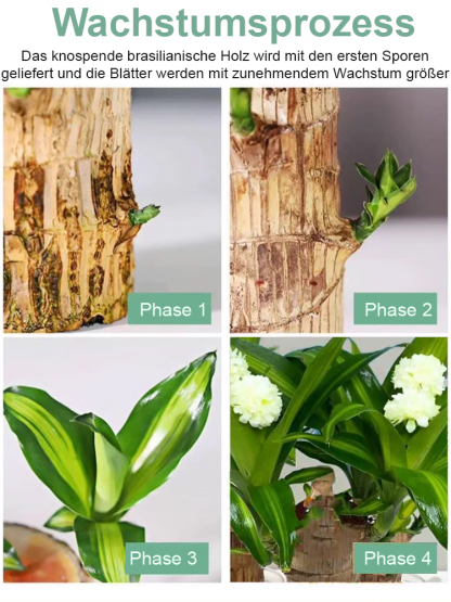 Wassergezogene brasilianische Glückspflanze, blüht das ganze Jahr über