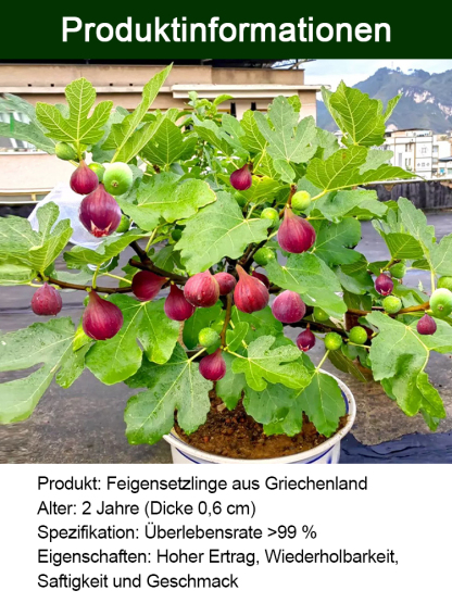 [Genieße täglich frische Früchte] Feigensetzlinge aus Griechenland (Import)