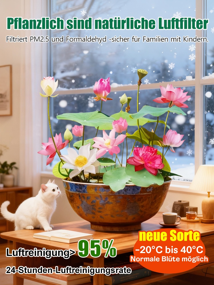 Ganzjahres-Zierlotus • Normal blühen bis -20°C • Für Hydrokultur