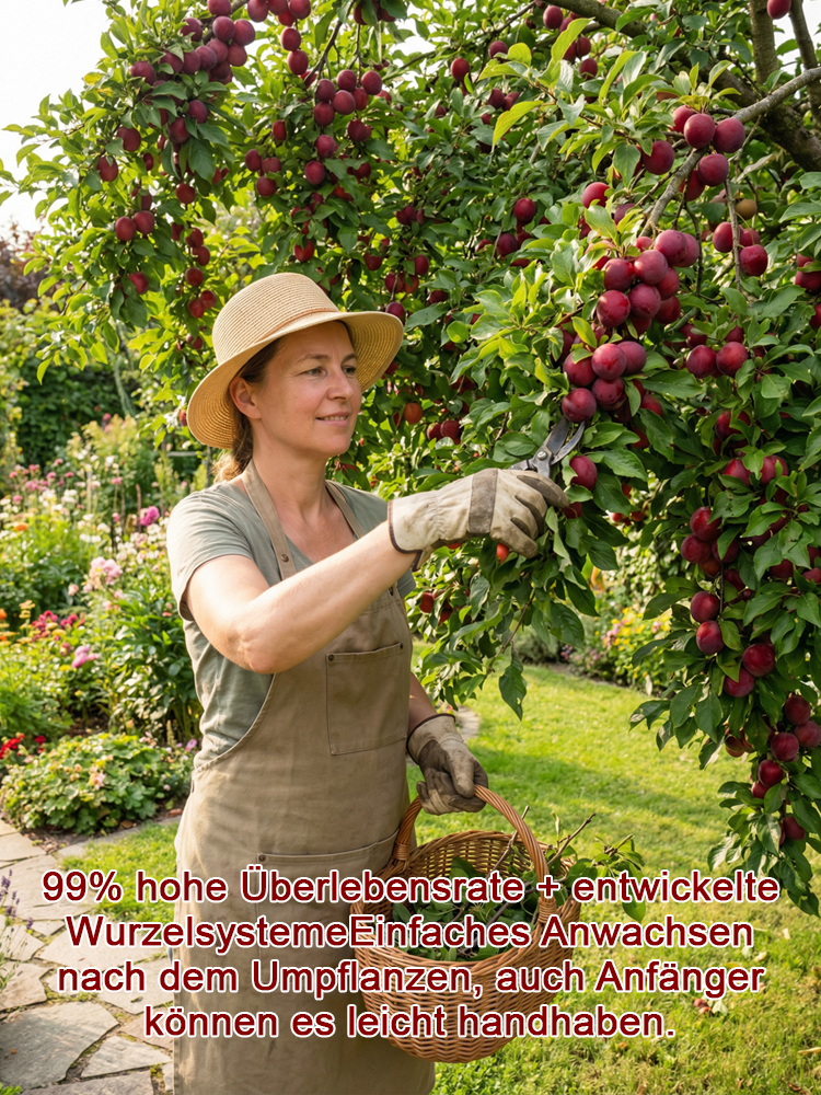 Australische Zucker-Rotpflaume | Kernlos & sehr süß Überlebensgarantie – Geld zurück bei Nicht-Anwachsen!