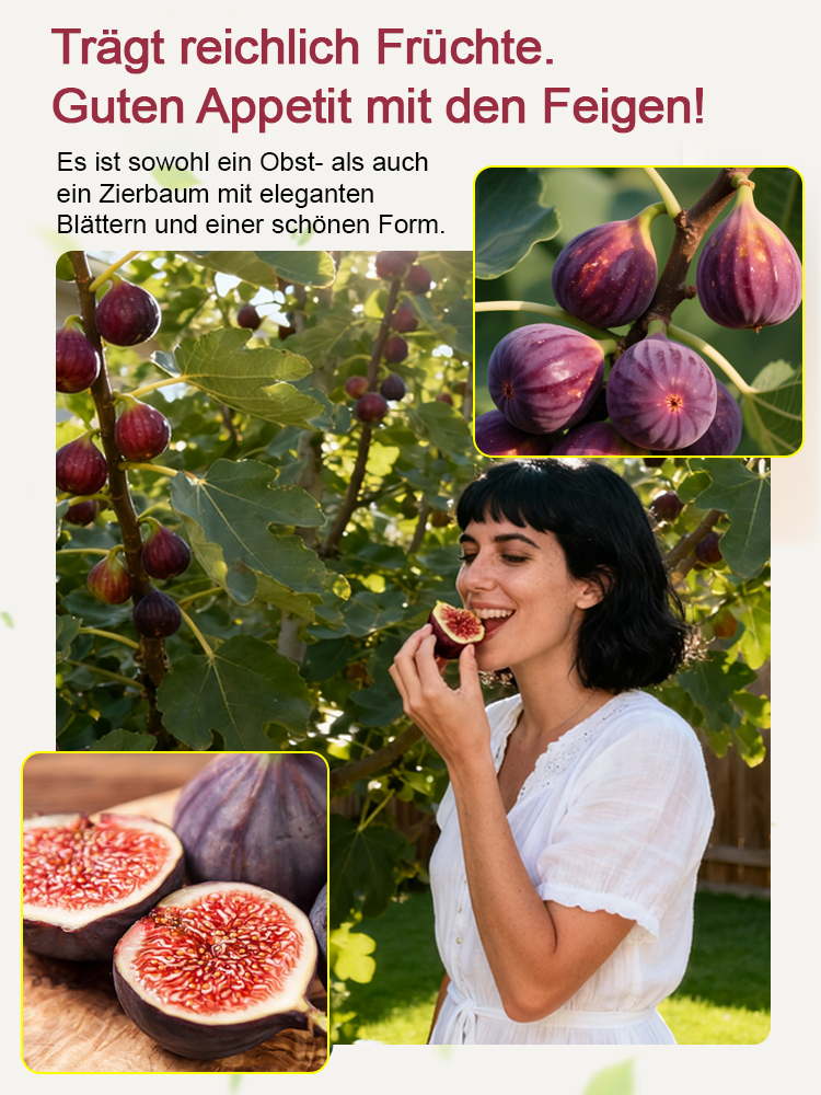 [Genieße täglich frische Früchte] Feigensetzlinge aus Griechenland (Import)