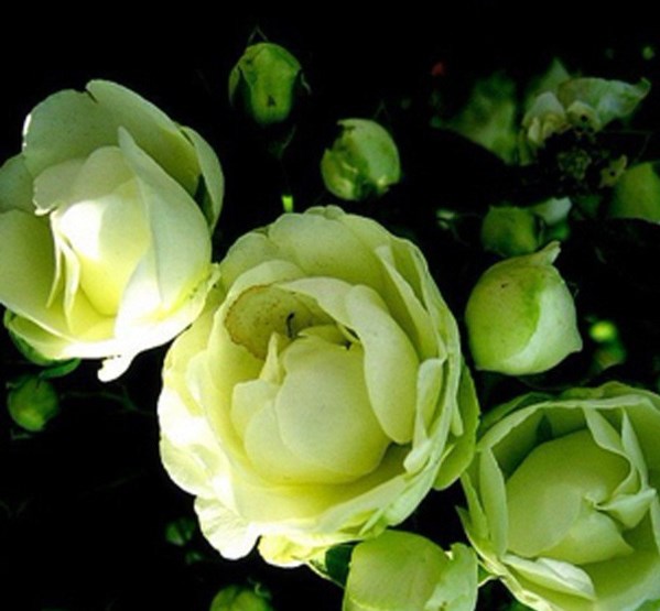 【Keine Blüte = volle Rückerstattung】Beste Pflanzzeit: Im Mai voller bunter Rosen – bis zu 300 Tage Blütenpracht!