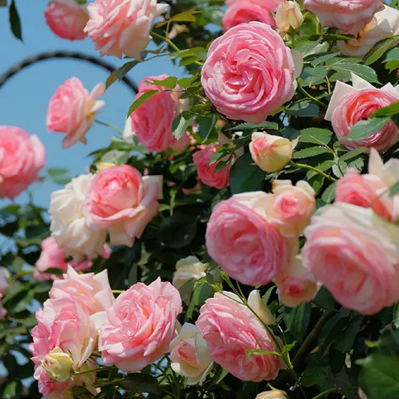 【Keine Blüte = volle Rückerstattung】Beste Pflanzzeit: Im Mai voller bunter Rosen – bis zu 300 Tage Blütenpracht!
