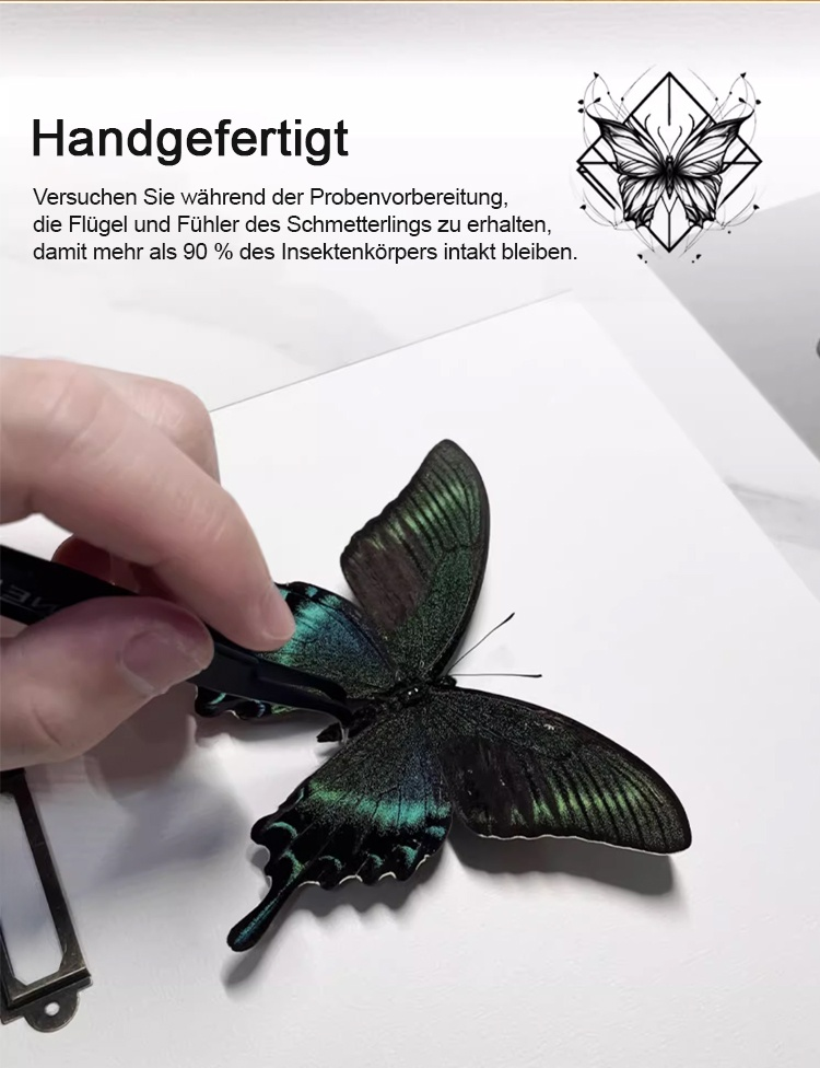 Echter Papilio Schmetterling gerahmt